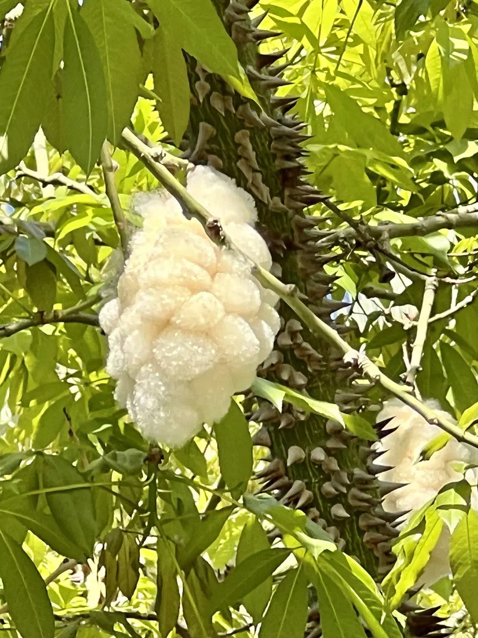 photo 2022 08 11 15 30 06